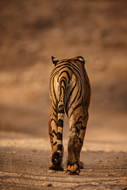 Королевский бенгальский тигр
  - Фото, изображение