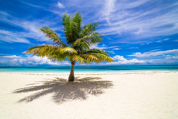 Eenzame palmboom op tropisch strand. Rustige strand scène, banner of website sjabloon - Foto, afbeelding