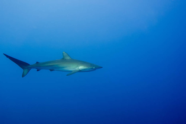 Malpelo de requin soyeux
 - Photo, image