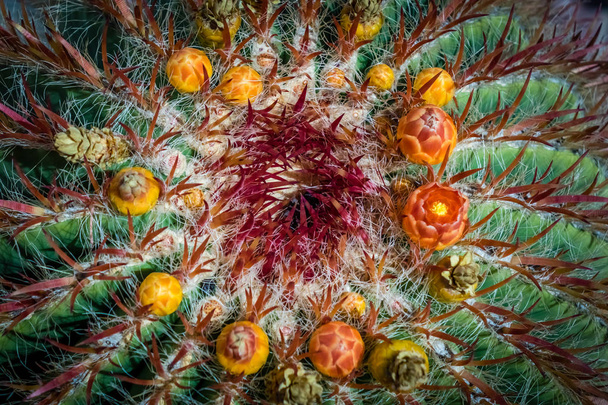 großer kanarischer Kaktus  - Foto, Bild