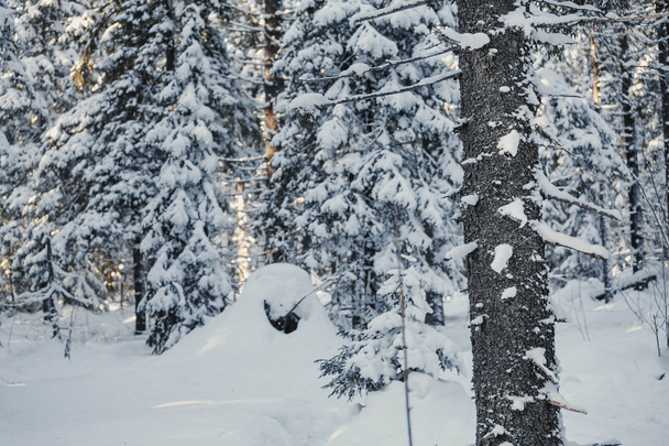kmeny jedlí a smrkových stromů pokryté sněhem v zimním lese - Fotografie, Obrázek