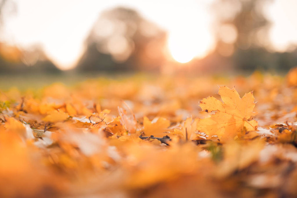 Sárga levelek a naplemente gyönyörű háttér textúra. Őszi levél háttér. Őszi színek. Arany napfény és a kellemes hangulat. - Fotó, kép