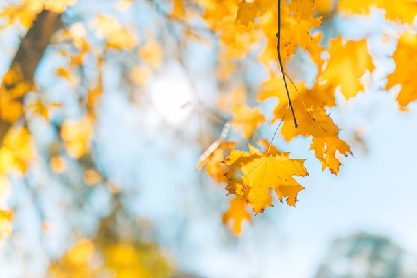 schöne Hintergrundtextur aus gelben Blättern im Sonnenuntergang. Herbst Blatt Hintergrund. Herbstfarben. goldenes Sonnenlicht und entspannende Stimmung. - Foto, Bild