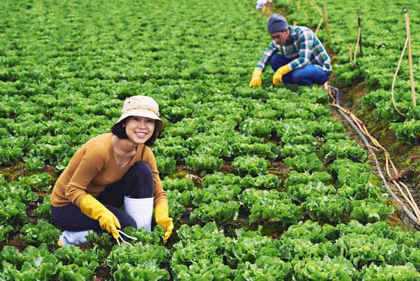 Люди, работающие на салатном поле
 - Фото, изображение