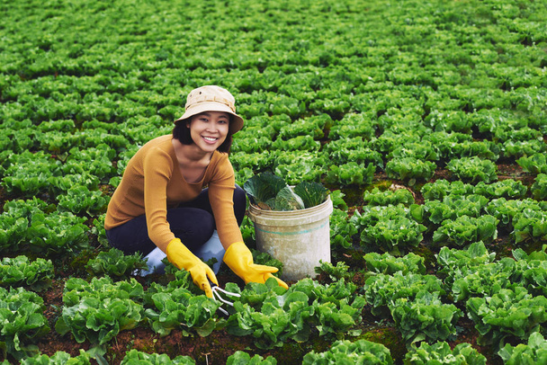 Молода жінка збирає капусту
 - Фото, зображення