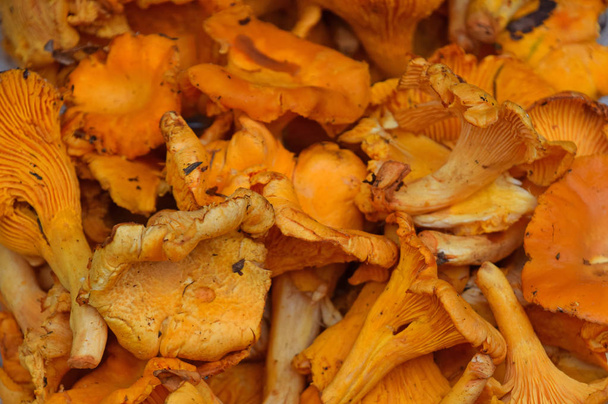 Fresh girolle chanterelle mushrooms close up - Zdjęcie, obraz