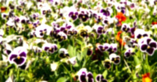 květiny a zahrada    - Fotografie, Obrázek