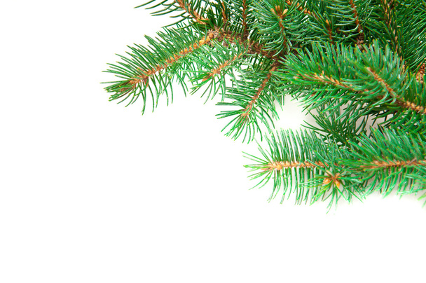 spruce twig - Φωτογραφία, εικόνα