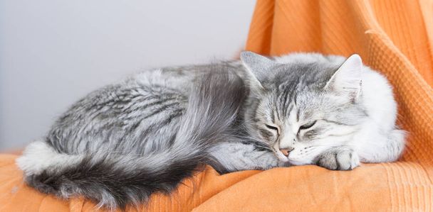 beautiful silver cat of siberian breed in the house, lying on th - Foto, immagini