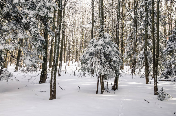 Bosque de invierno - Foto, imagen