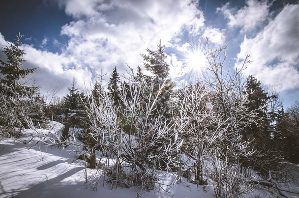 téli fák és napsütés - Fotó, kép