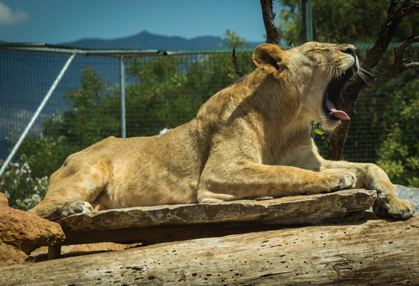 Close-up portrait of a lioness resting on a log - Zdjęcie, obraz