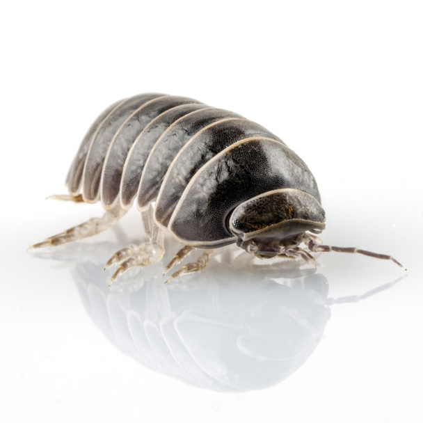 Pill-bug armadium vulgare
 - Фото, изображение