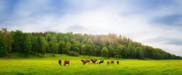 Vacas en un campo - Foto, Imagen