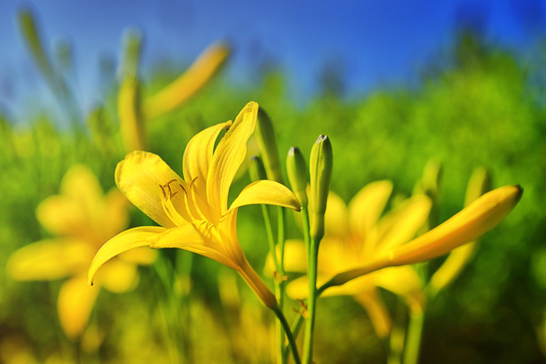 Lírio do dia amarelo ou Hemerocallis - Foto, Imagem