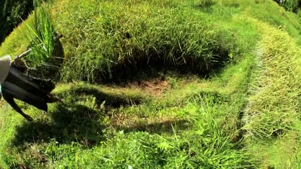 Reisbauer arbeitet auf Feldern am Hang - Filmmaterial, Video
