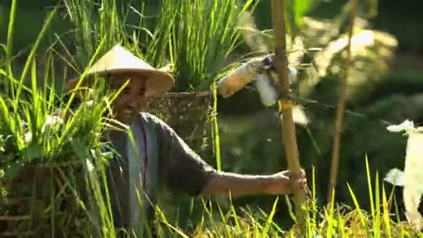 rice  farmer protecting field  - Footage, Video