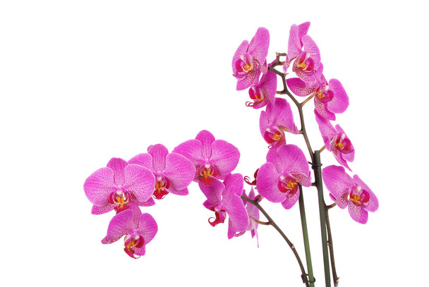 Fioletowy kwiat storczyka - Zdjęcie, obraz