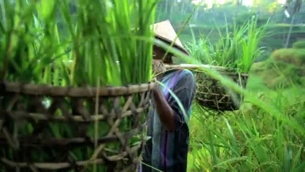  człowiek zbieranie sadzonek ryżu - Materiał filmowy, wideo