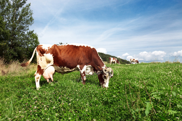 Mucche su terreni agricoli
 - Foto, immagini