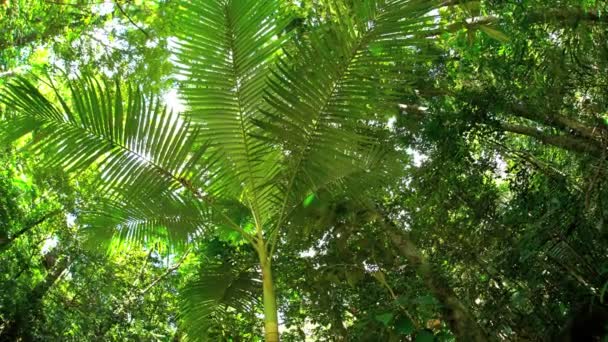 Bengala solar a través de exuberante follaje tropical
 - Imágenes, Vídeo