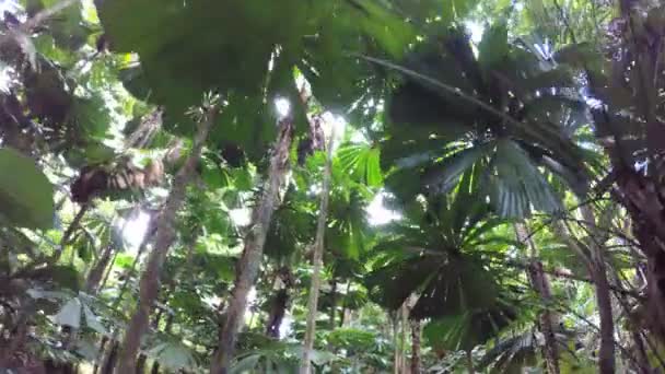  tropikal ortamda Daintree yağmur ormanı - Video, Çekim