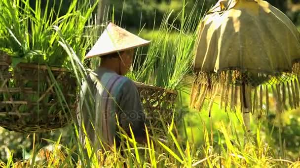 worker protecting tropical rice field from birds - Footage, Video