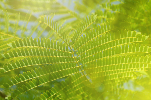 sunshine on fresh green plant leaves closeup  - Photo, Image