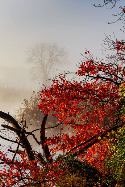 Herbst Landschaft kleiner Wald Fluss Herbst Nebel Himmel Fluss - Foto, Bild