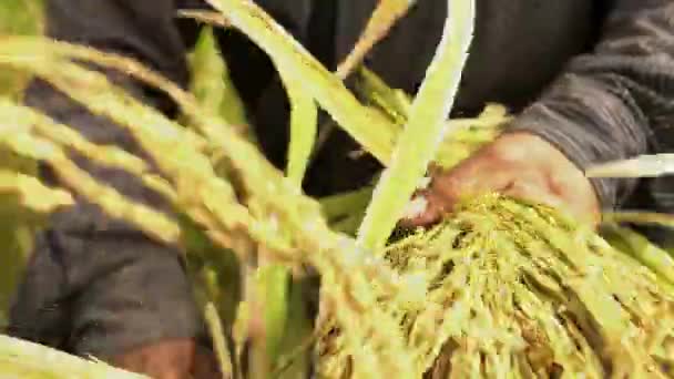  worker picking rice crop plant - Footage, Video