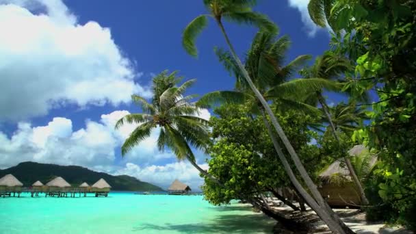Palmy i Bungalows w Bora Bora - Materiał filmowy, wideo