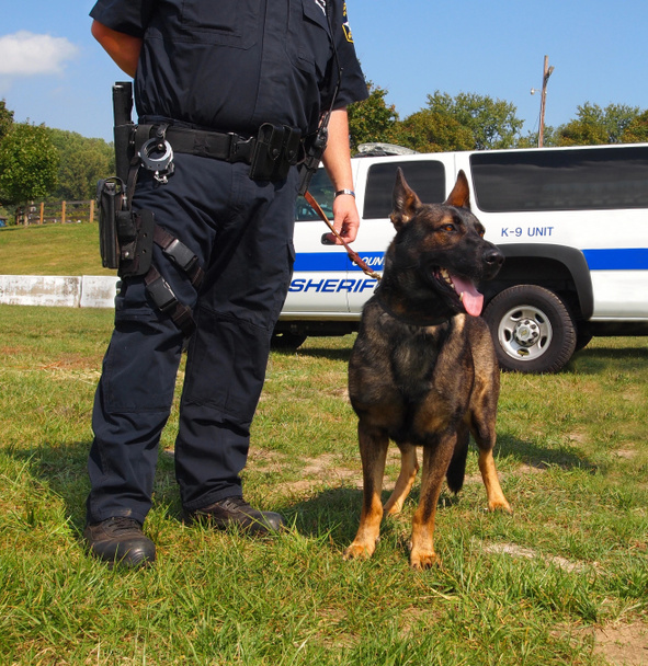 K-9 Polícia Dog
 - Foto, Imagem