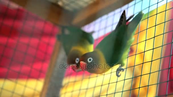 Тропічні любовні птахи в клітці
 - Кадри, відео