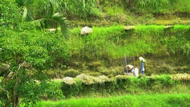 rice terraces with female workers - Footage, Video