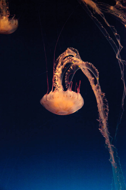 Medusa listrada roxa Chrysaora colorata
 - Foto, Imagem