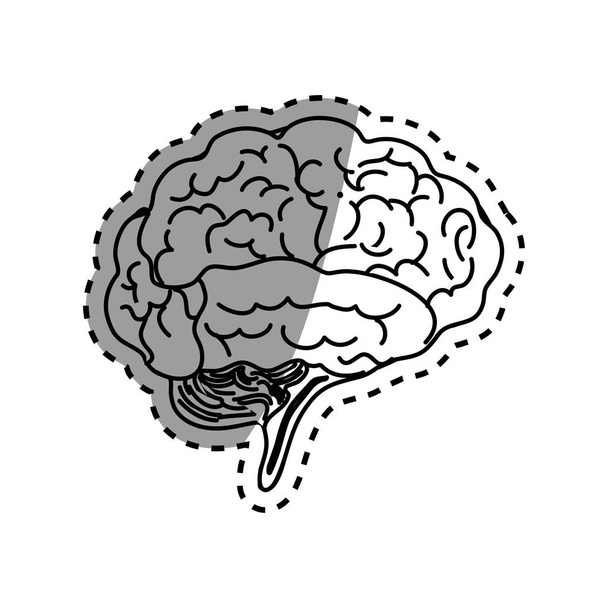 Mente cerebral humana
 - Vector, Imagen