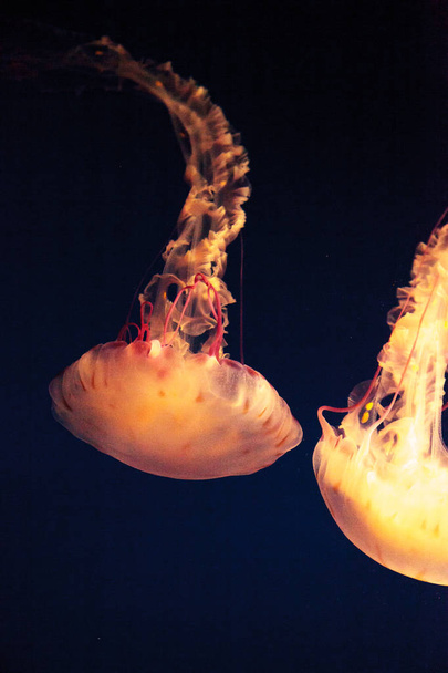 Lila csíkos medúza Chrysaora colorata - Fotó, kép