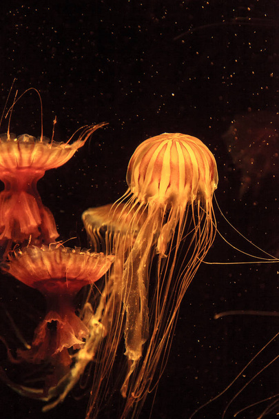 Japonské moře kopřivy medúzy Chrysaora pacifica - Fotografie, Obrázek