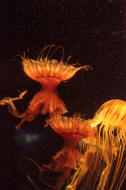 Japaninnokkosen meduusa Chrysaora pacifica
 - Valokuva, kuva