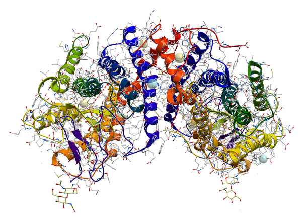 Rhodopsin (el extremadamente sensible al pigmento ligero implicado en
 - Foto, Imagen
