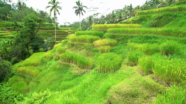 Landelijke scène van groene rijstterrassen - Video