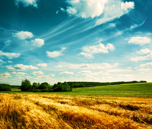 Letni krajobraz z polem pszenicy i chmurami - Zdjęcie, obraz