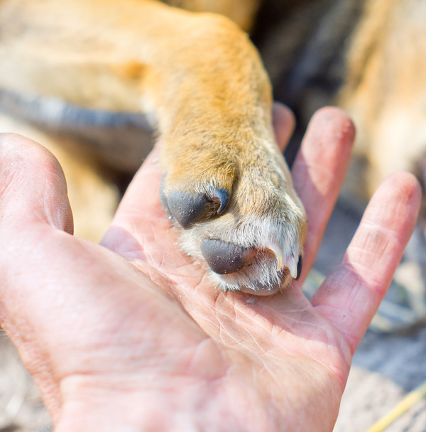 Zampa di cane e mano umana
 - Foto, immagini
