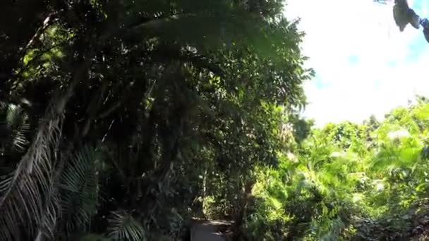 Daintree yağmur ormanı tropikal bitki örtüsü - Video, Çekim