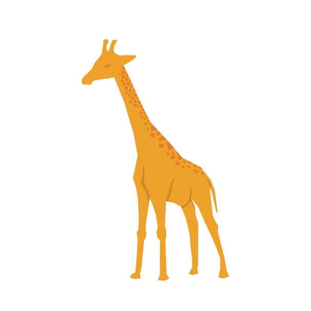 jirafa animal africano
 - Vector, imagen