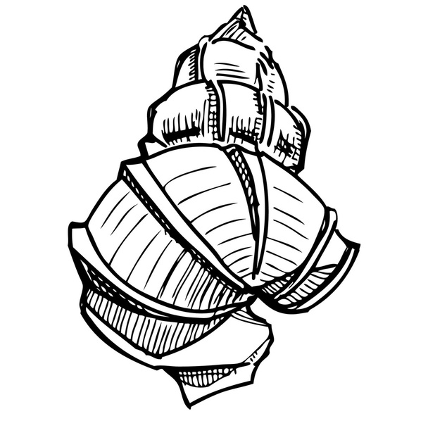 Sea shell. - Vector, Image