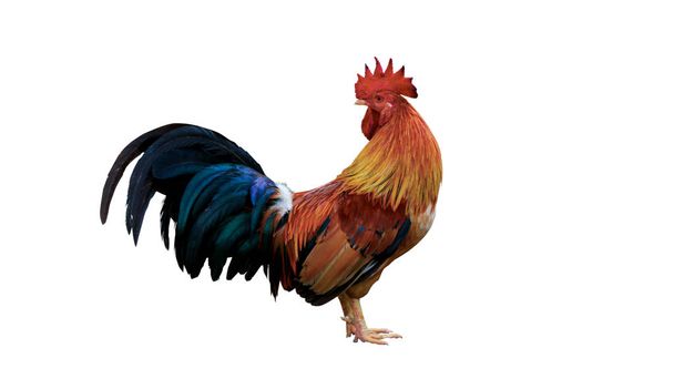 chicken bantam, Rooster isolated on white. with clipping paths - Photo, Image