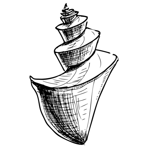 Concha marítima
. - Vetor, Imagem