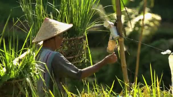 pracownik ochrony tropikalnych ryżowym polu od ptaków - Materiał filmowy, wideo