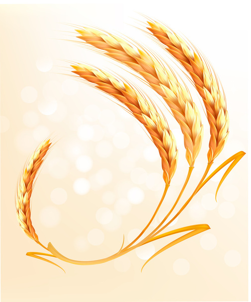 Ears of wheat background. Vector. - Vecteur, image